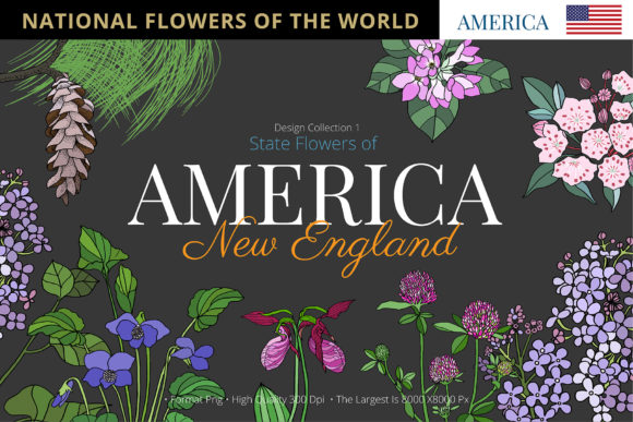 State Flowers of New England: A Practical Analysis