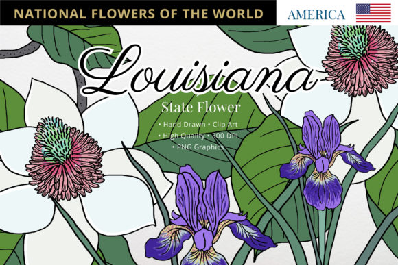 The Louisiana Magnolia and Iris: Symbols in Bloom and Digital Art