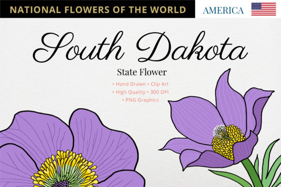 The Pasque Flower: South Dakota's Hardy Herald of Spring