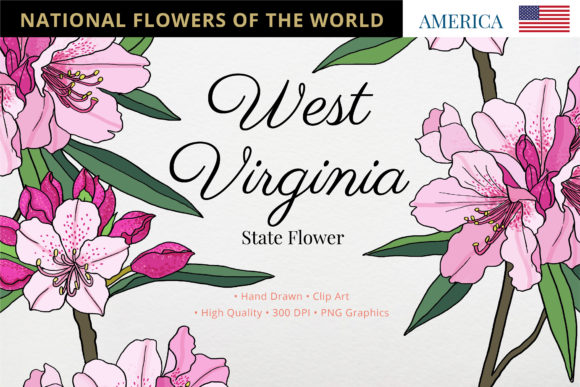 The Rhododendron: West Virginia's State Flower and a Modern Creative Resource