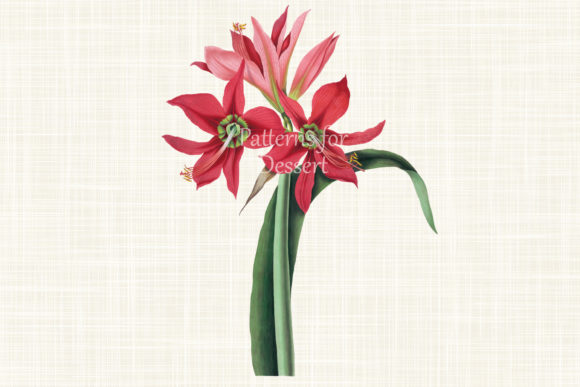 Unlock Your Creativity with Red Amaryllis Flower Clip Art